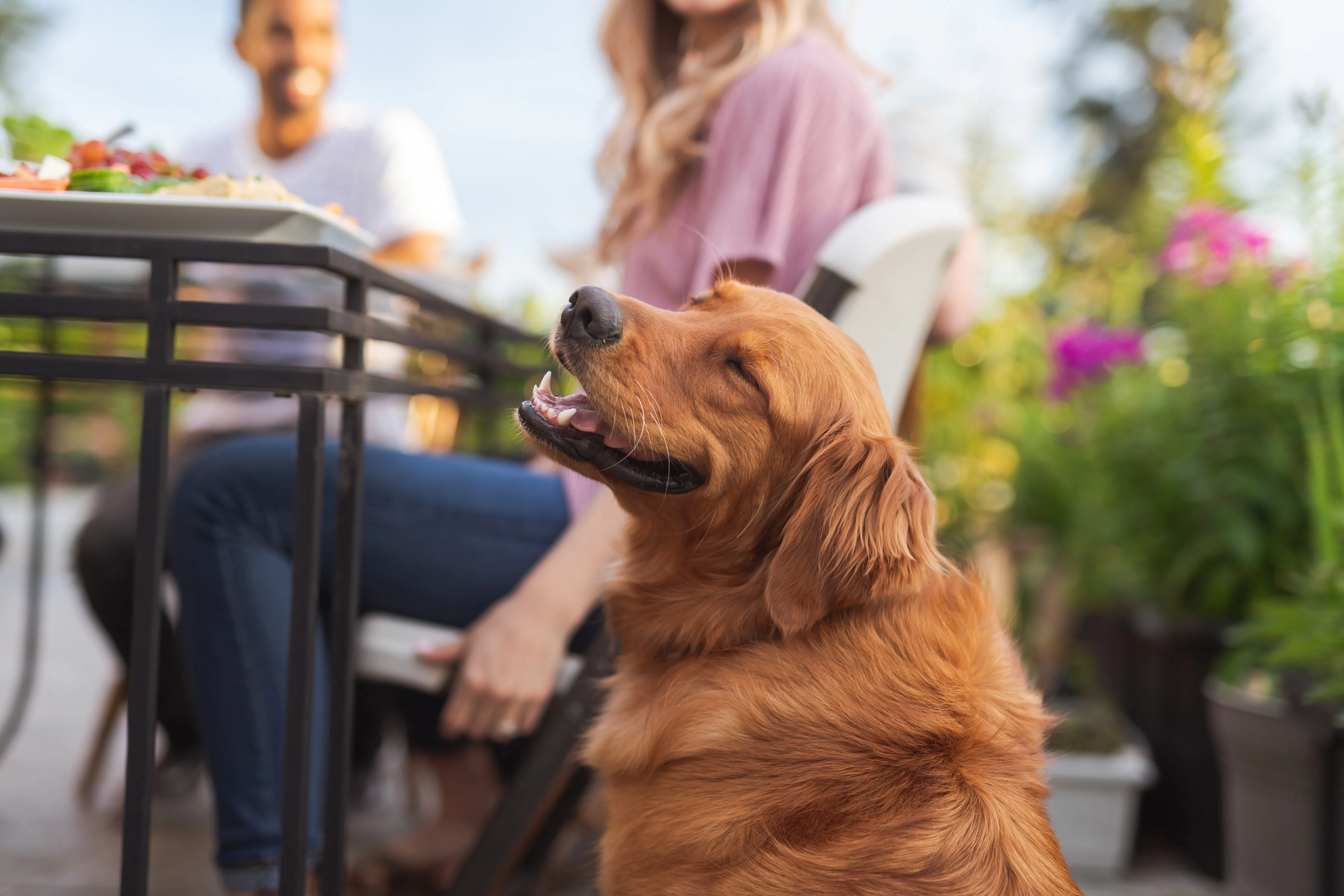 Happy dog dining outside
